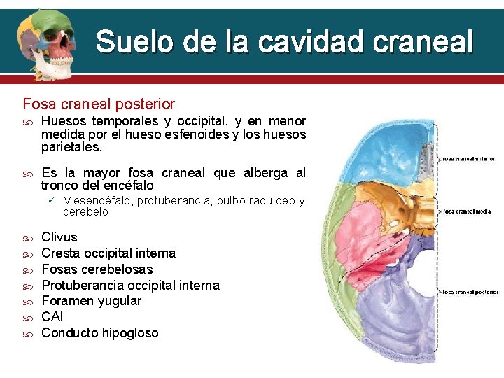 Suelo de la cavidad craneal Fosa craneal posterior Huesos temporales y occipital, y en