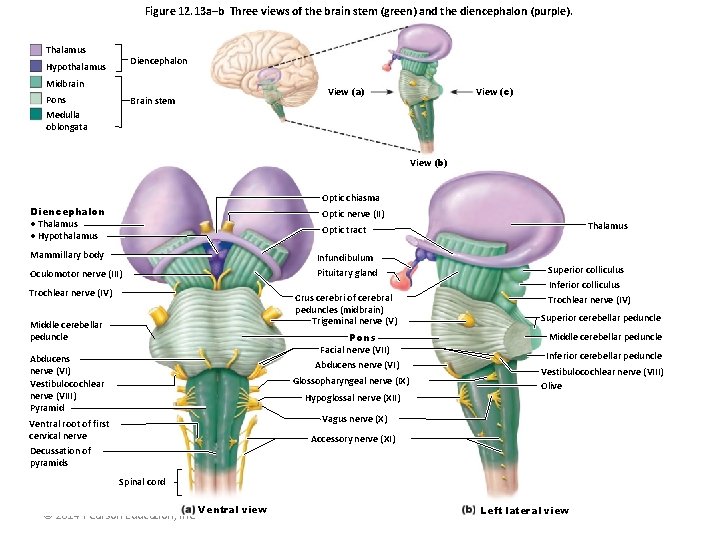 Figure 12. 13 a–b Three views of the brain stem (green) and the diencephalon