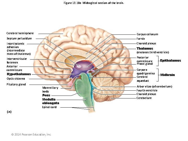 Figure 12. 10 a Midsagittal section of the brain. Cerebral hemisphere Corpus callosum Fornix