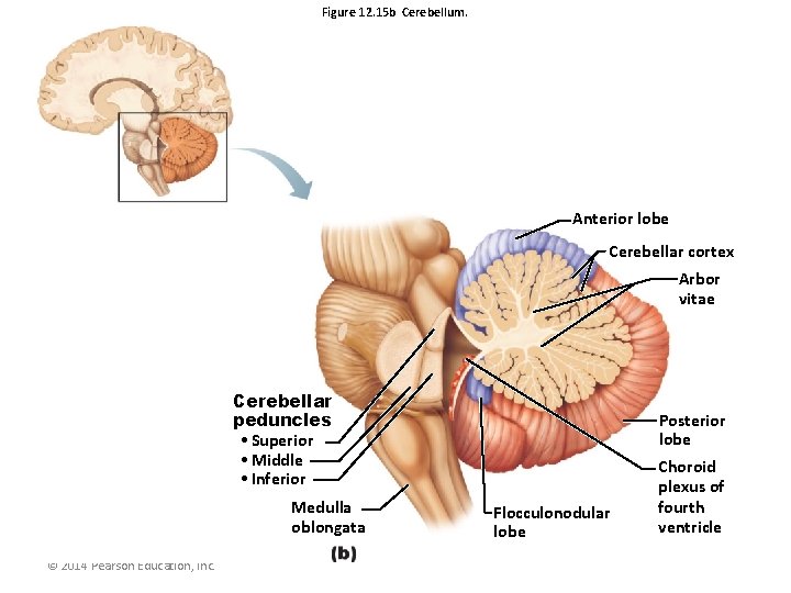 Figure 12. 15 b Cerebellum. Anterior lobe Cerebellar cortex Arbor vitae Cerebellar peduncles •