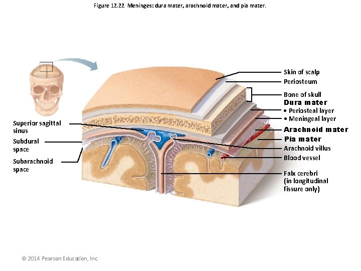 Figure 12. 22 Meninges: dura mater, arachnoid mater, and pia mater. Skin of scalp