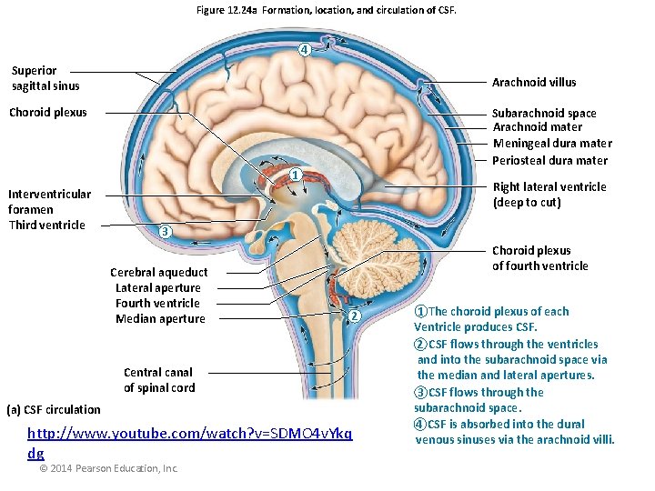 Figure 12. 24 a Formation, location, and circulation of CSF. 4 Superior sagittal sinus