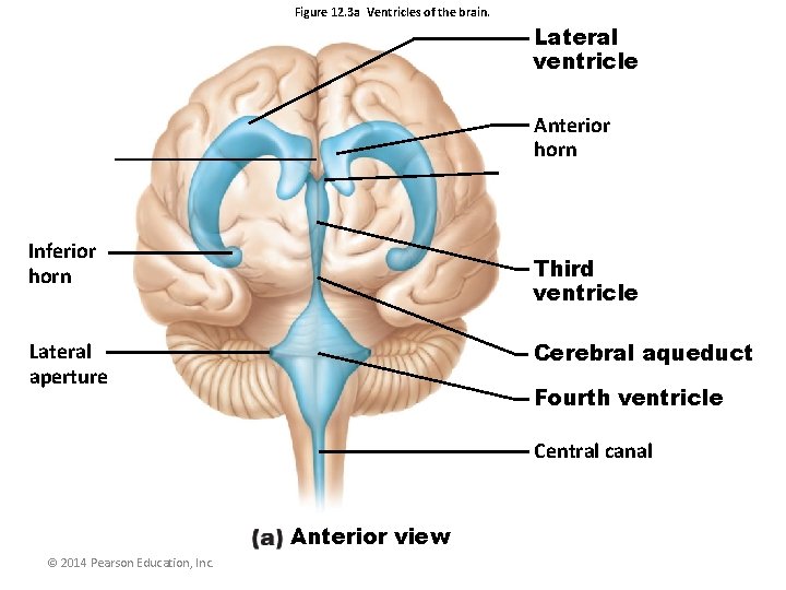 Figure 12. 3 a Ventricles of the brain. Lateral ventricle Anterior horn Inferior horn