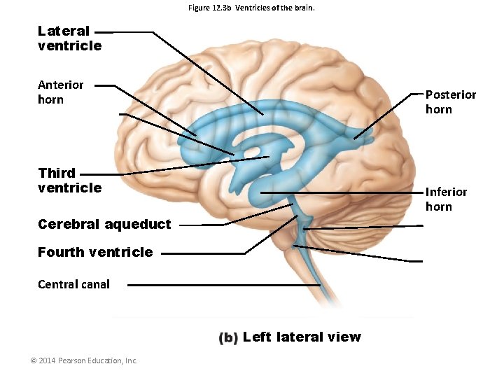 Figure 12. 3 b Ventricles of the brain. Lateral ventricle Anterior horn Posterior horn