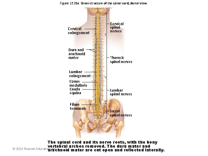 Figure 12. 26 a Gross structure of the spinal cord, dorsal view. Cervical enlargement