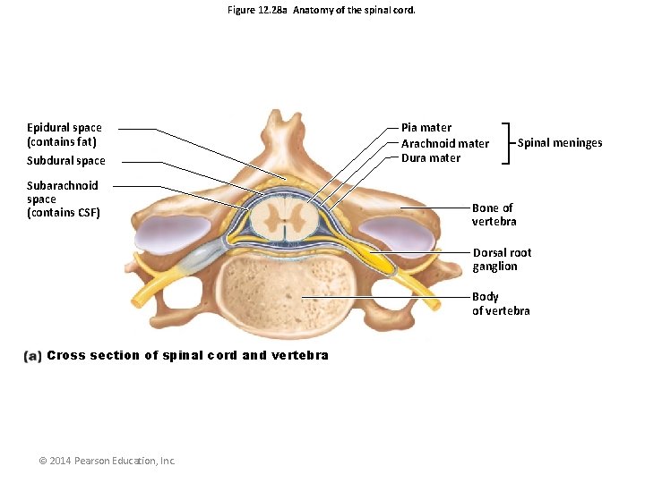 Figure 12. 28 a Anatomy of the spinal cord. Epidural space (contains fat) Subdural