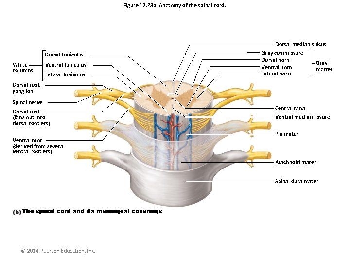 Figure 12. 28 b Anatomy of the spinal cord. Dorsal funiculus White columns Ventral