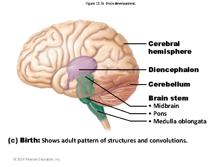 Figure 12. 2 c Brain development. Cerebral hemisphere Diencephalon Cerebellum Brain stem • Midbrain