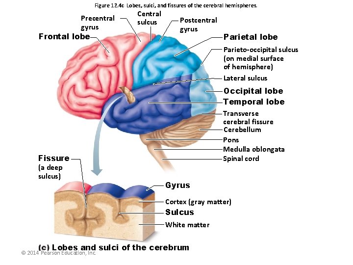 Figure 12. 4 c Lobes, sulci, and fissures of the cerebral hemispheres. Precentral gyrus
