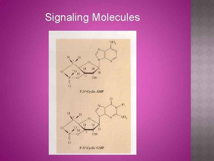 Signaling Molecules 