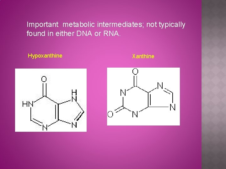Important metabolic intermediates; not typically found in either DNA or RNA. Hypoxanthine Xanthine 