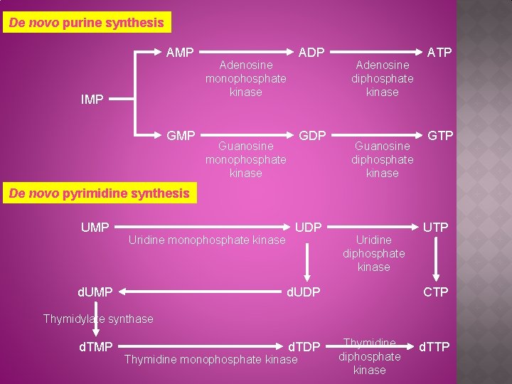 De novo purine synthesis AMP IMP GMP ADP Adenosine monophosphate kinase GDP Guanosine monophosphate