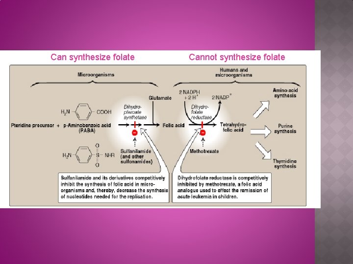 Can synthesize folate Cannot synthesize folate 