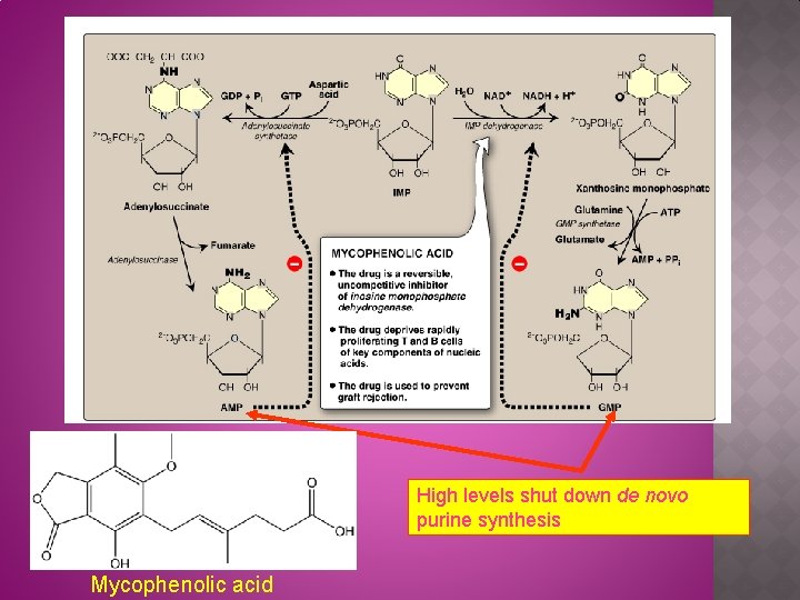 High levels shut down de novo purine synthesis Mycophenolic acid 