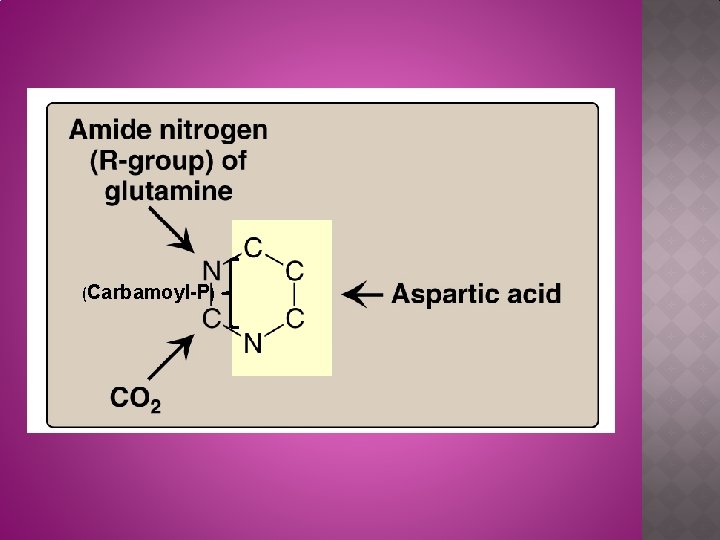 (Carbamoyl-P) 