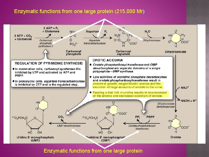 Enzymatic functions from one large protein (215, 000 Mr) Enzymatic functions from one large