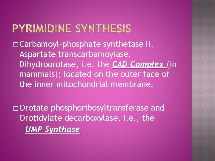 � Carbamoyl-phosphate synthetase II, Aspartate transcarbamoylase, Dihydroorotase, i. e. the CAD Complex (in mammals);