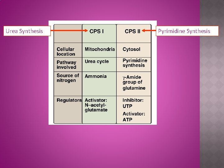 Urea Synthesis Pyrimidine Synthesis 