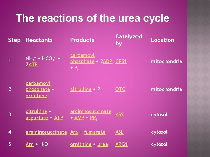 The reactions of the urea cycle Step Reactants Products Catalyzed by Location 1 NH