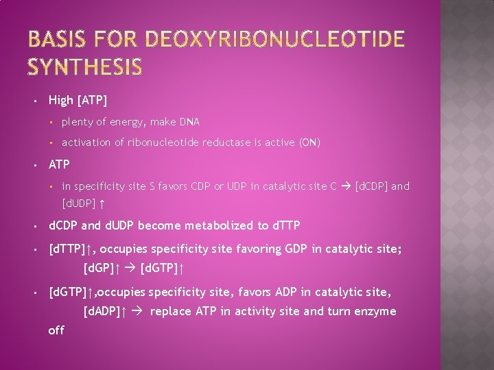  • • High [ATP] • plenty of energy, make DNA • activation of