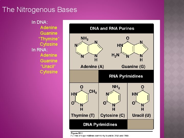 The Nitrogenous Bases In DNA: Adenine Guanine *Thymine* Cytosine In RNA: Adenine Guanine *Uracil*