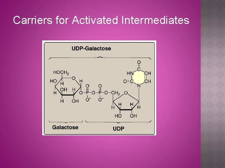 Carriers for Activated Intermediates 