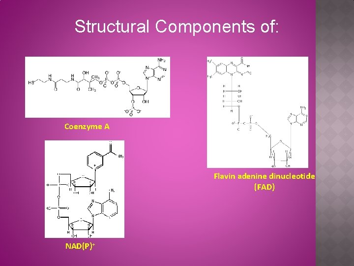 Structural Components of: Coenzyme A Flavin adenine dinucleotide (FAD) NAD(P)+ 