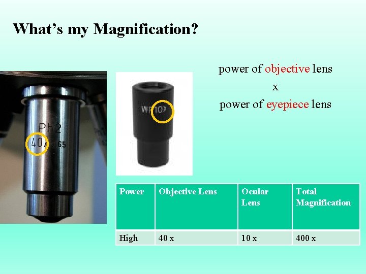What’s my Magnification? power of objective lens x power of eyepiece lens Power Objective