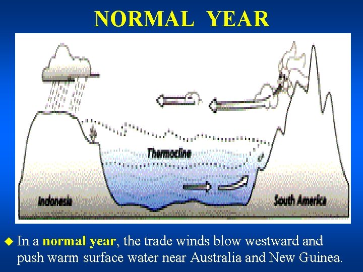 NORMAL YEAR u In a normal year, the trade winds blow westward and push