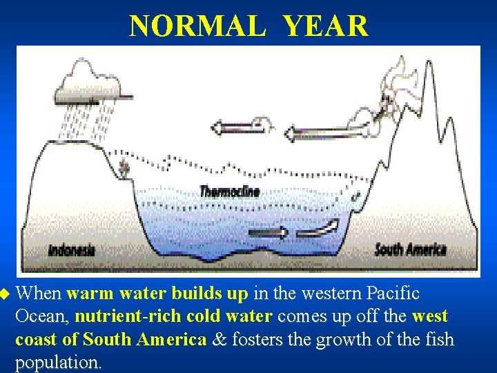 NORMAL YEAR u When warm water builds up in the western Pacific Ocean, nutrient-rich