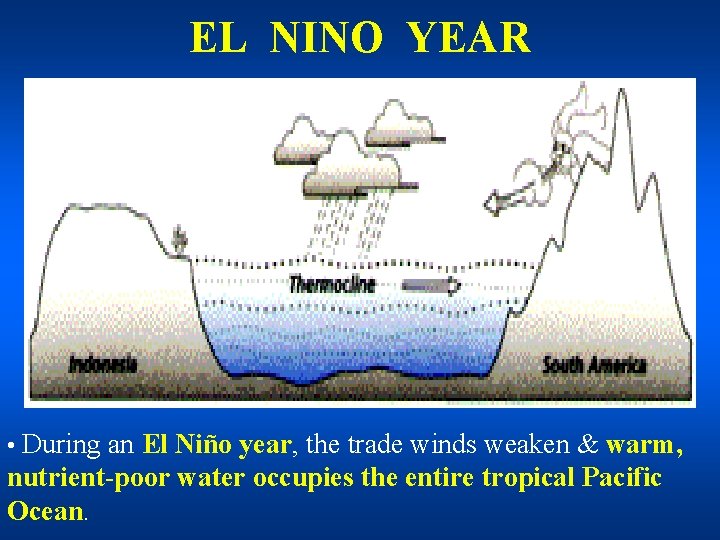 EL NINO YEAR • During an El Niño year, the trade winds weaken &