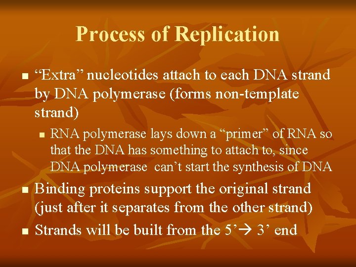Process of Replication n “Extra” nucleotides attach to each DNA strand by DNA polymerase