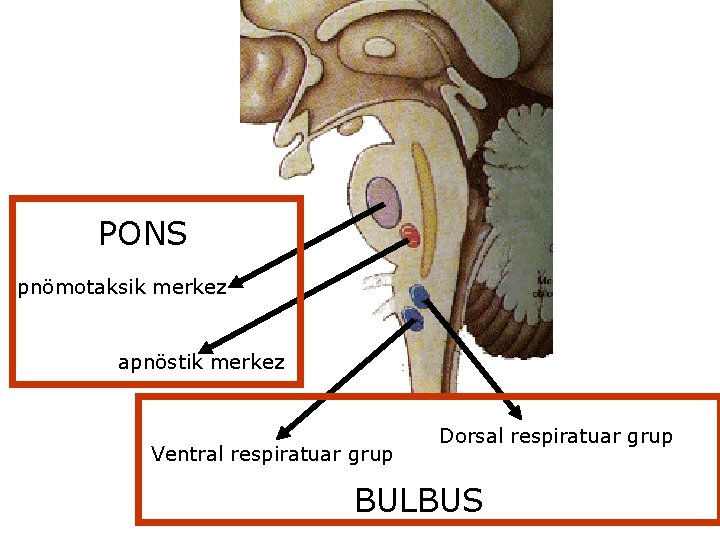 PONS pnömotaksik merkez apnöstik merkez Ventral respiratuar grup Dorsal respiratuar grup BULBUS 