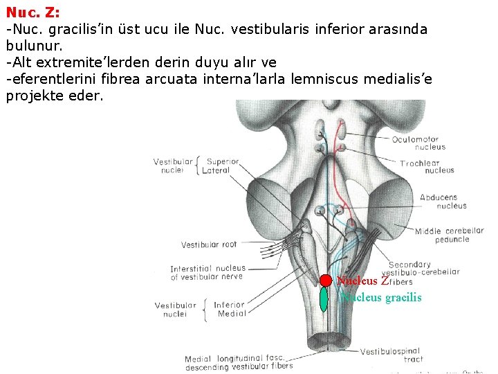Nuc. Z: -Nuc. gracilis’in üst ucu ile Nuc. vestibularis inferior arasında bulunur. -Alt extremite’lerden