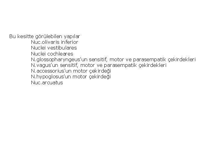 Bu kesitte görülebilen yapılar Nuc. olivaris inferior Nuclei vestibulares Nuclei cochleares N. glossopharyngeus’un sensitif,