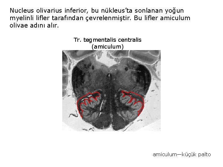 Nucleus olivarius inferior, bu nükleus’ta sonlanan yoğun myelinli lifler tarafından çevrelenmiştir. Bu lifler amiculum