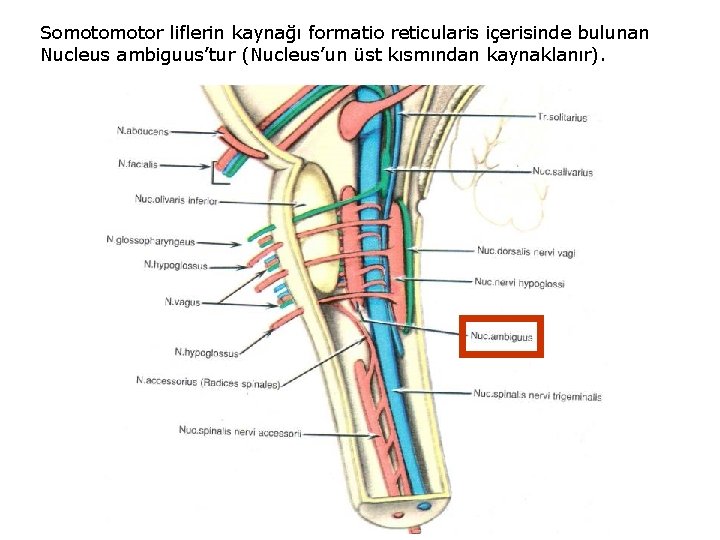 Somotor liflerin kaynağı formatio reticularis içerisinde bulunan Nucleus ambiguus’tur (Nucleus’un üst kısmından kaynaklanır). 