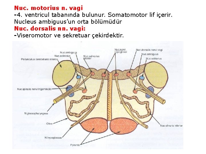 Nuc. motorius n. vagi -4. ventricul tabanında bulunur. Somatomotor lif içerir. Nucleus ambiguus’un orta