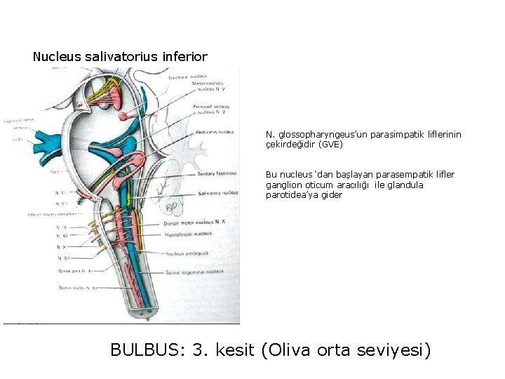 Nucleus salivatorius inferior N. glossopharyngeus’un parasimpatik liflerinin çekirdeğidir (GVE) Bu nucleus ‘dan başlayan parasempatik