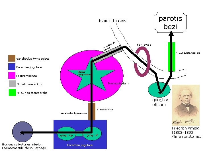 parotis bezi N. mandibularis s osu tr pe N. or n mi For. ovale