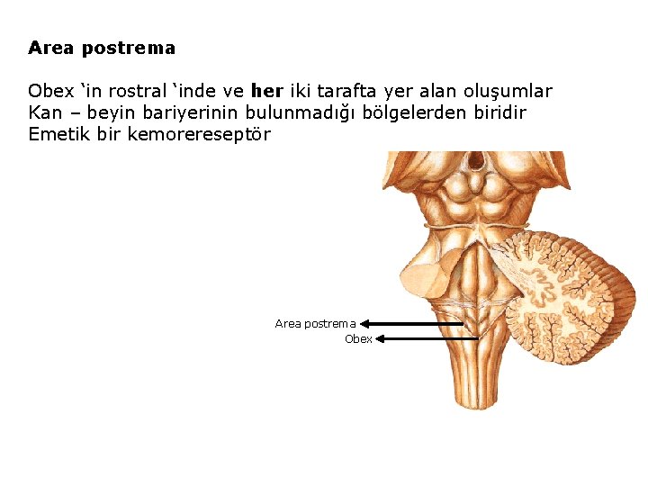 Area postrema Obex ‘in rostral ‘inde ve her iki tarafta yer alan oluşumlar Kan