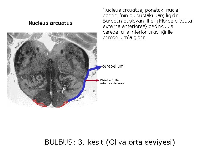 Nucleus arcuatus, ponstaki nuclei pontinii’nin bulbustaki karşılığıdır. Buradan başlayan lifler (Fibrae arcuata externa anteriores)