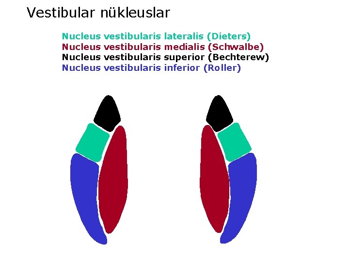 Vestibular nükleuslar Nucleus vestibularis lateralis (Dieters) medialis (Schwalbe) superior (Bechterew) inferior (Roller) 
