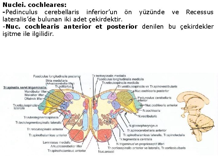 Nuclei. cochleares: -Pedinculus cerebellaris inferior’un ön yüzünde ve Recessus lateralis’de bulunan iki adet çekirdektir.