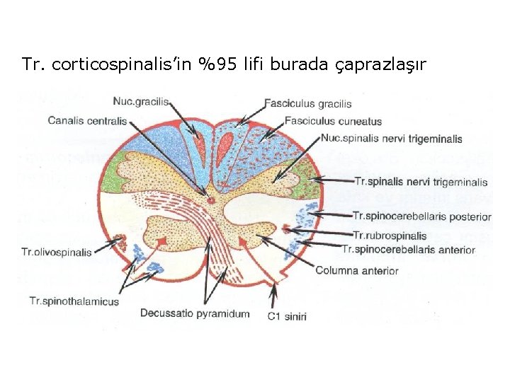 Tr. corticospinalis’in %95 lifi burada çaprazlaşır 