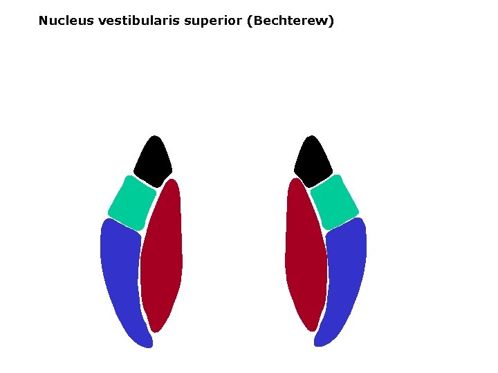 Nucleus vestibularis superior (Bechterew) 