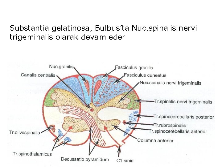 Substantia gelatinosa, Bulbus’ta Nuc. spinalis nervi trigeminalis olarak devam eder 