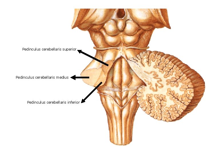 Pedinculus cerebellaris superior Pedinculus cerebellaris medius Pedinculus cerebellaris inferior 