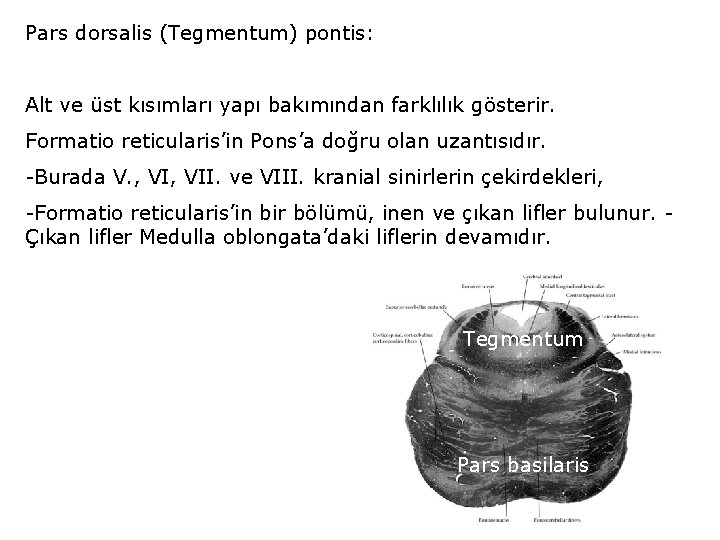 Pars dorsalis (Tegmentum) pontis: Alt ve üst kısımları yapı bakımından farklılık gösterir. Formatio reticularis’in