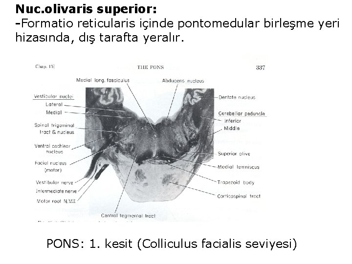 Nuc. olivaris superior: -Formatio reticularis içinde pontomedular birleşme yeri hizasında, dış tarafta yeralır. PONS: